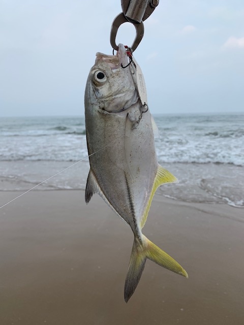 台湾の海釣りで一番よく釣れる魚？