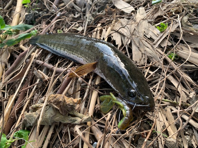 タイ原産の雷魚 プラーチョンとは