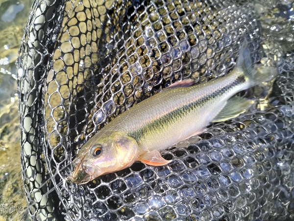 Creek Chub -  UK