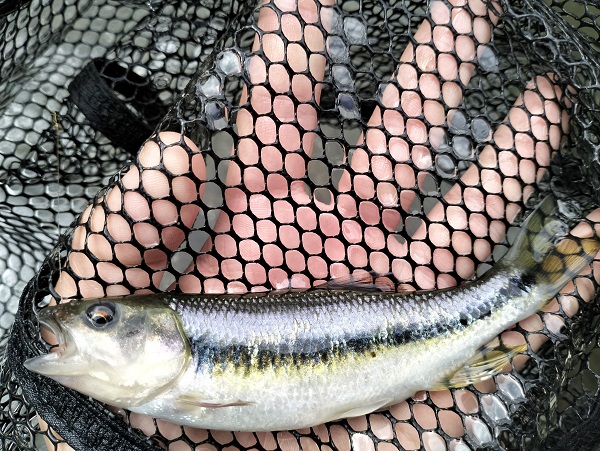 Creek Chub -  UK